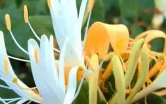 What Are the Benefits of Drinking Honeysuckle Tea? Key Points to Know to Avoid Misuse