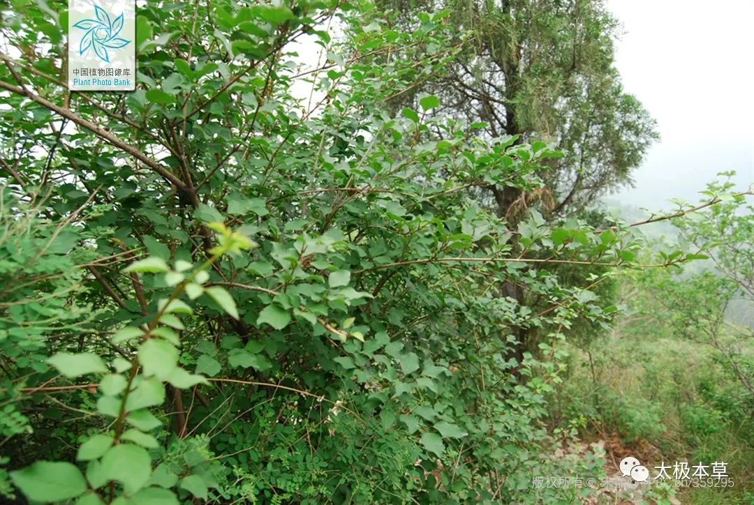 A Handful of Forsythia: Treating Seven Conditions Including Acute Nephritis, Purpura, and Retinal Hemorrhage
