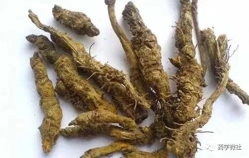 Cultivation and Management of Huanglian (Coptis chinensis)