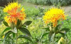 Traditional Chinese Medicine: Safflower (Honghua)
