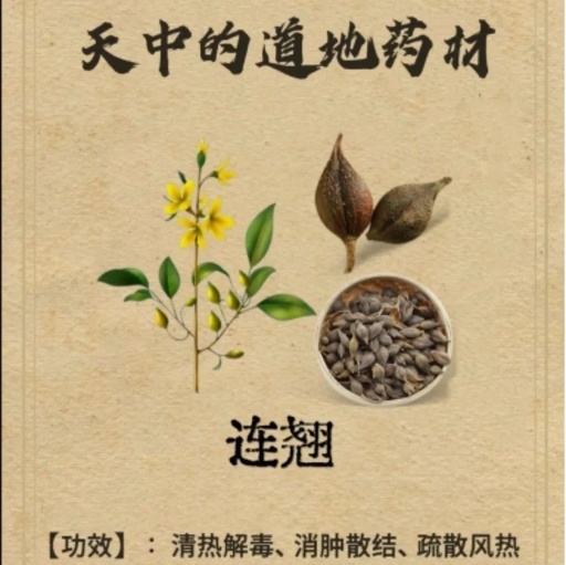 The Authentic Medicinal Material of Tianzhong: Lianqiao (Forsythia Suspensa)