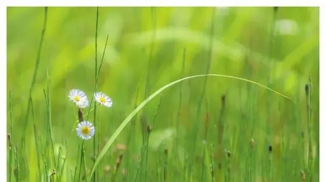 Disorders of Qi: Understanding Qi Deficiency and Related Conditions