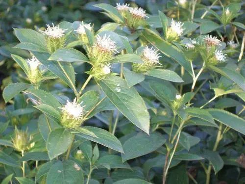 The Medicinal Properties of Cang Zhu (Atractylodes)
