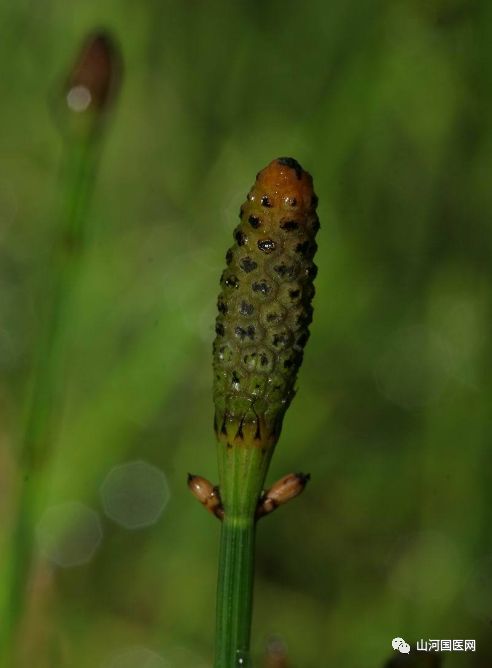 Bencao Gangmu: Mù Zéi (Equisetum) Overview and Applications