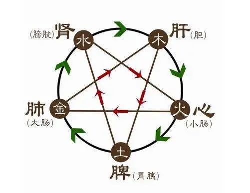 Understanding the 'Five Organs' in Traditional Chinese Medicine: Their Roles and Interconnections
