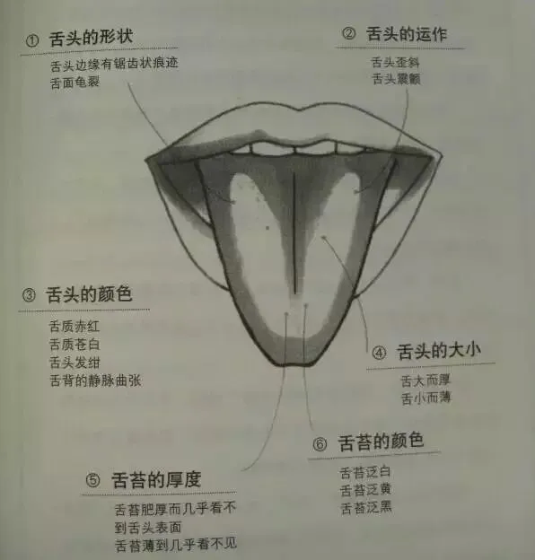 Essential Guide to TCM Observation Diagnosis