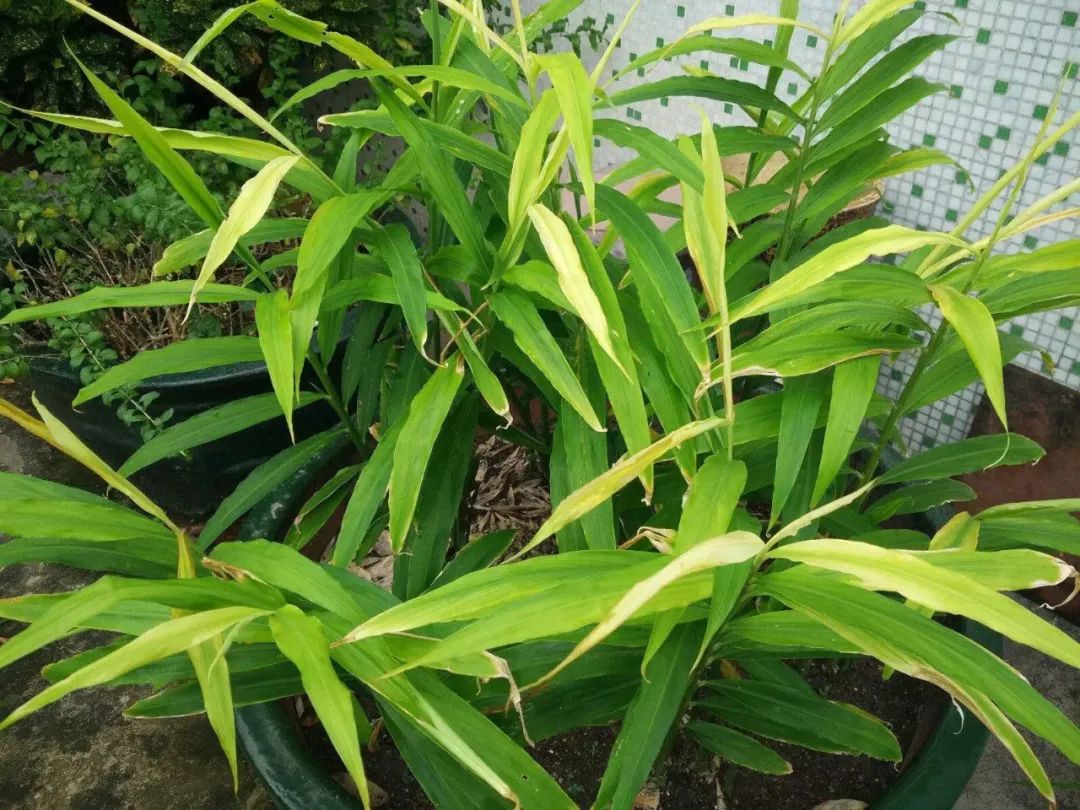 Dried Ginger (Gan Jiang) - A Comprehensive Overview