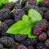 Important Considerations for Daily Blood Nourishment
