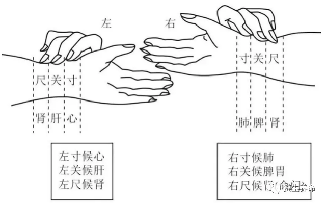 The Wonders of the Twenty-Eight Pulses in Traditional Chinese Medicine: Understanding Pulse Diagnosis (Part 1)