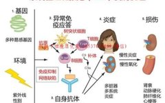 Factors of Internal Injury Leading to Disease