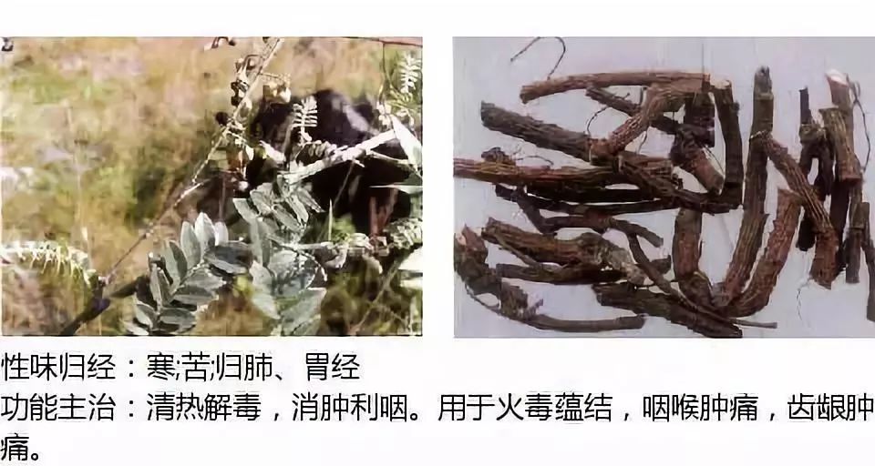 Illustrated Guide to Over 500 Chinese Medicinal Herbs (Including Therapeutic Effects)