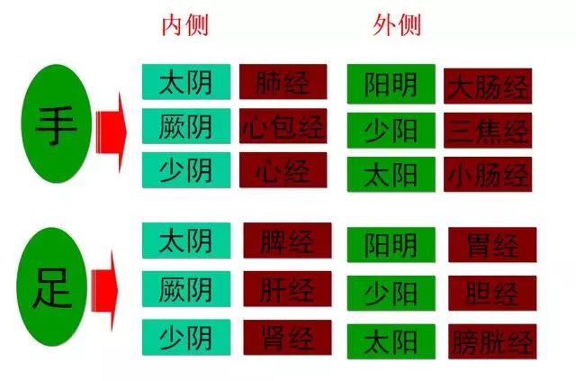 Meridians and Collaterals: Essential Knowledge!