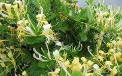 A Flower of Honeysuckle: 8 Uses for Treating 27 Diseases