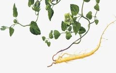 Effects and Contraindications of Codonopsis (Dang Shen) in Traditional Chinese Medicine