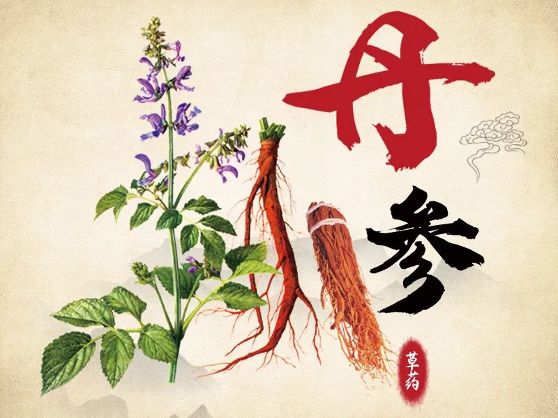 How to Consume Dan Shen (Salvia miltiorrhiza)?