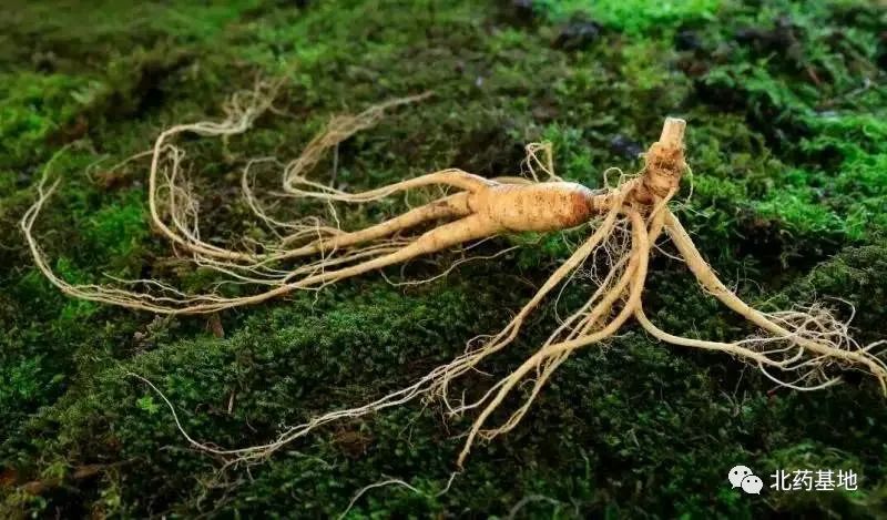 Ginseng | A Comprehensive Guide to Classification