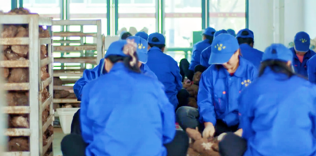 A Remarkable Remedy: Jingzhou Poria