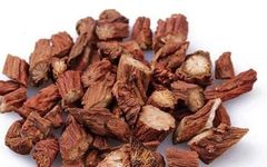 Traditional Chinese Medicine Herb: Dan Shen