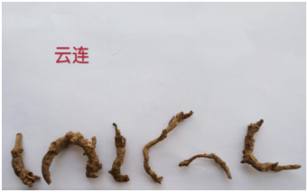 Traditional Chinese Medicine Series: Huang Lian (Coptis)