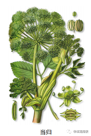 Illustrated Guide to the Shennong Bencao Jing: Angelica Sinensis