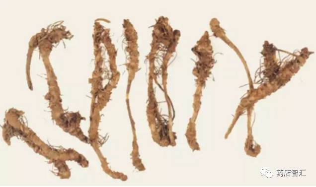 The Uses, Efficacy, Contraindications, and Applicable Populations of Huang Lian (Coptis chinensis)