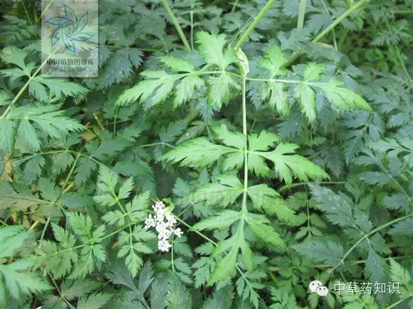 Traditional Chinese Medicine Herb: Chuanxiong (Ligusticum chuanxiong)