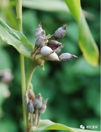 Coix Seed (Yiyiren) - A Comprehensive Overview