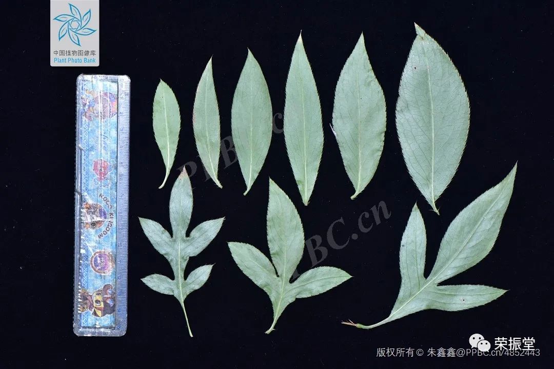 A Detailed Discussion on Traditional Chinese Medicine: Cang Zhu (Atractylodes)