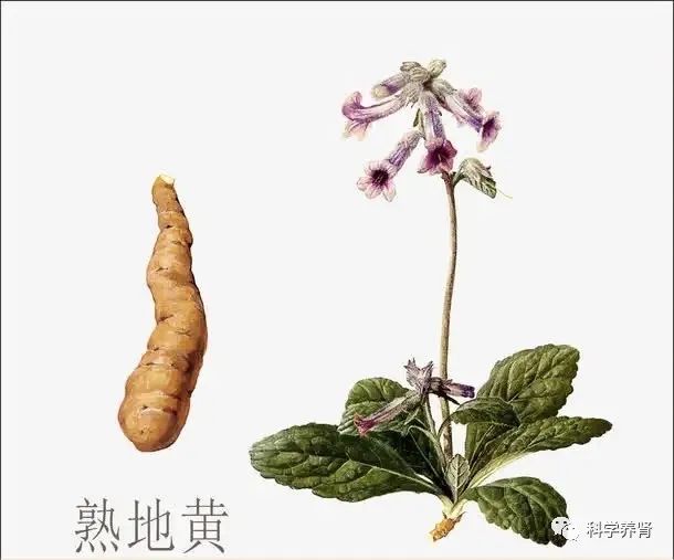 The Efficacy and Uses of Shudi Huang: A Guide to Nourishing Essence and Marrow with Dietary Recommendations and Precautions