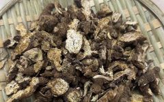 Comprehensive Guide to Herbs: Introduction and Efficacy of Cang Zhu (Atractylodes)