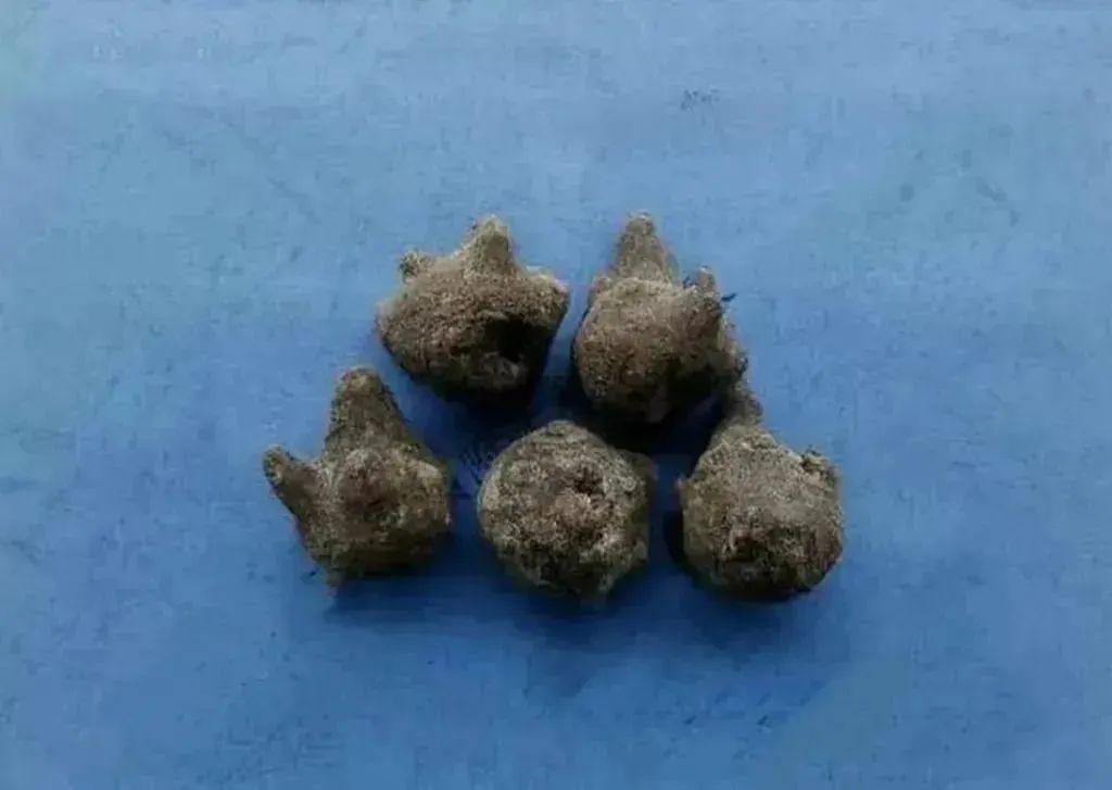 Understanding the Types of Fuzi (Aconite)
