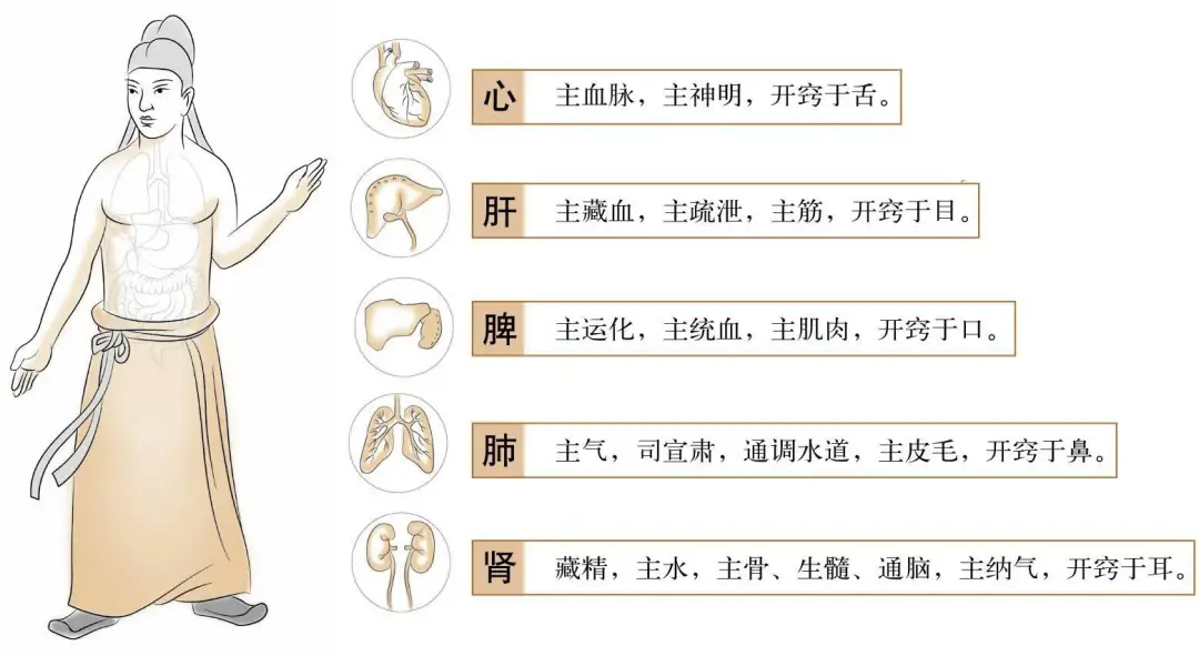 Foundations of Traditional Chinese Medicine: Functions of the Five Organs and Six Bowels