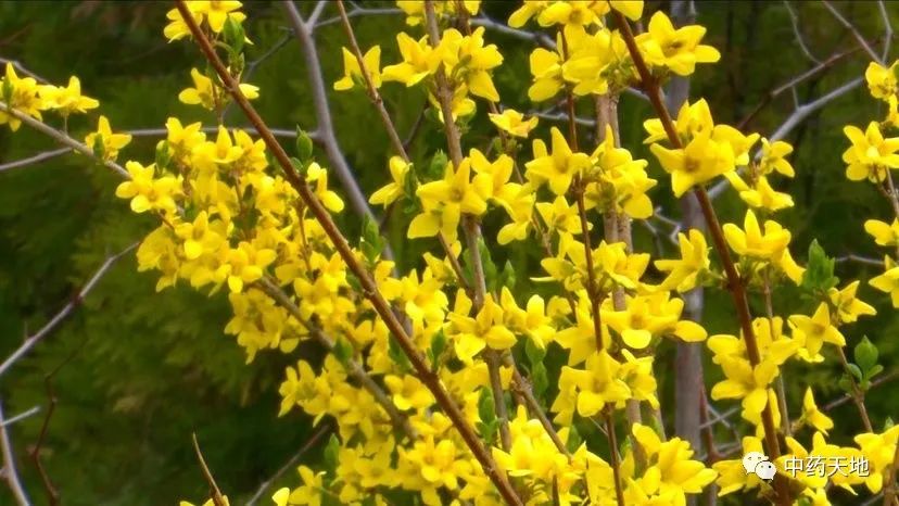 Clearing Heat and Detoxifying Herbs
