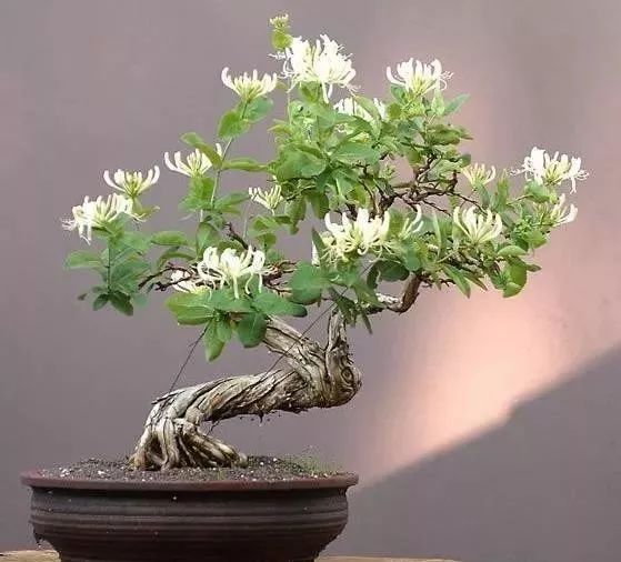 Introduction to the Propagation Methods and Daily Management of Honeysuckle