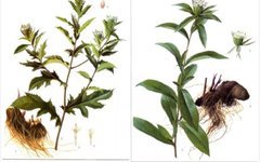 Daily Herb 182: Atractylodes - The Sacred Herb for Drying Dampness and Strengthening the Spleen