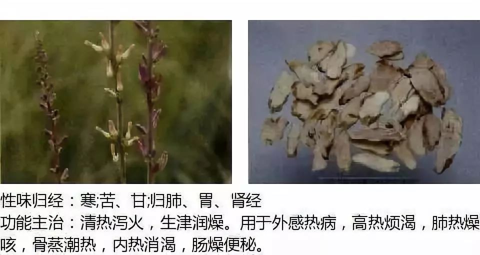 Illustrated Guide to Over 500 Chinese Medicinal Herbs (Including Therapeutic Effects)