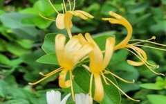 Honeysuckle: A Traditional Chinese Medicine Perspective