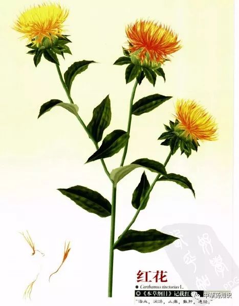 Traditional Chinese Medicine Herb: Safflower (Honghua)