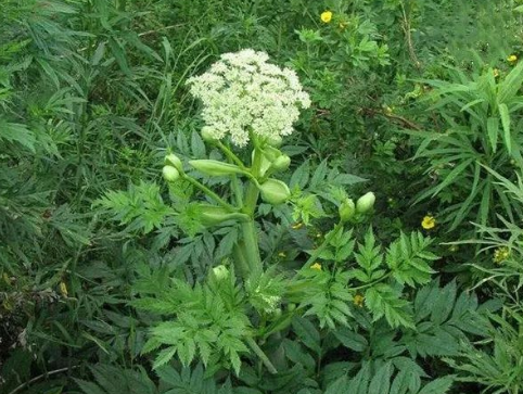 Daily Learning of a Chinese Herb: Angelica Sinensis
