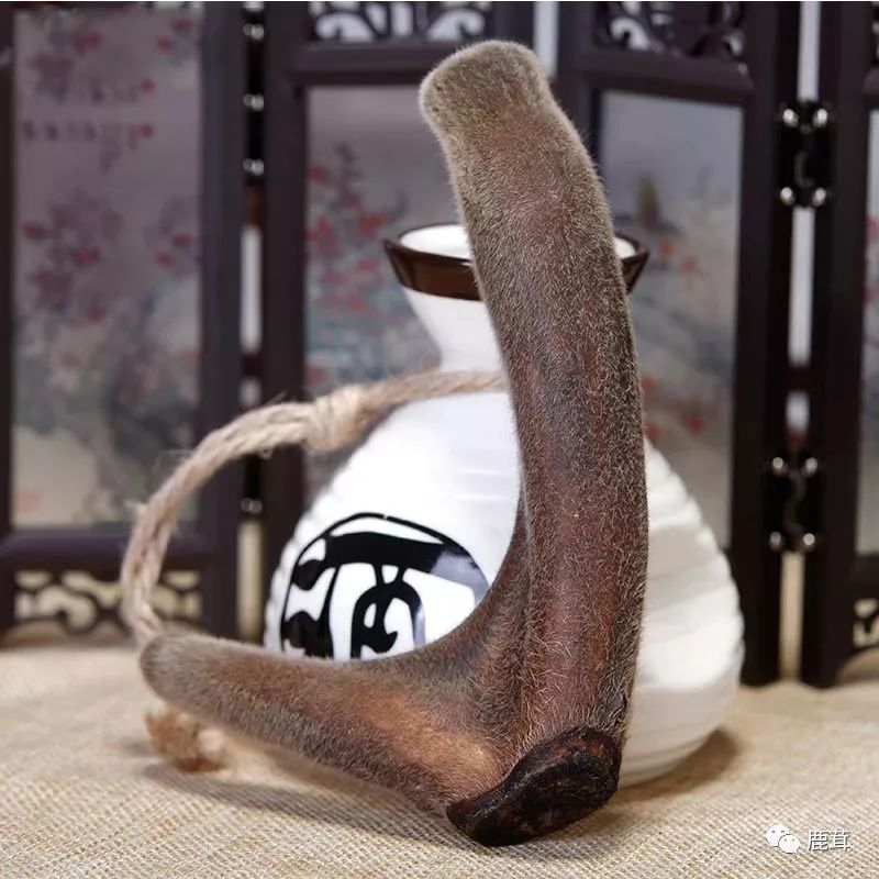 Causes and Symptoms of Kidney Yang Deficiency: What TCM Yang-Replenishing Herbs Are Available?