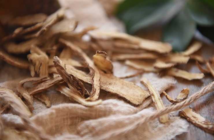The Numerous Benefits of Angelica Sinensis for Women: Essential for This Group