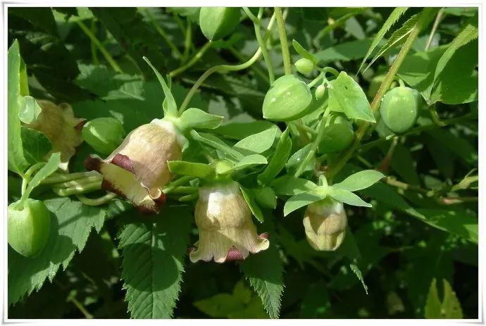 The Medicinal and Nutritional Benefits of Dang Shen (Codonopsis pilosula)