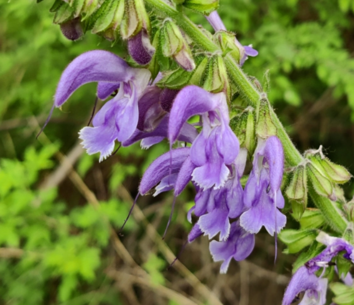 Weekly Herb: Dan Shen (Salvia miltiorrhiza)