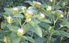 Daily Learning of a Chinese Herb: Atractylodes (Cang Zhu)