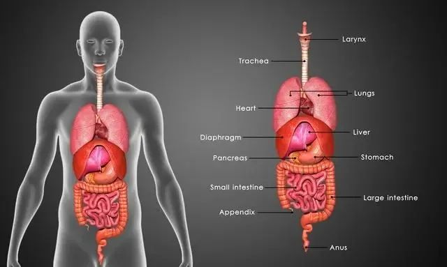 A Detailed Explanation of the Interrelationships of the Five Organs and Six Bowels in Traditional Chinese Medicine