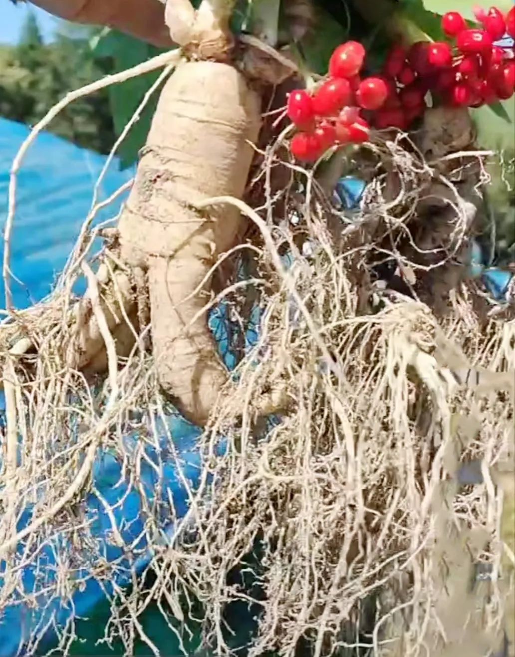 How to Cultivate Ginseng?
