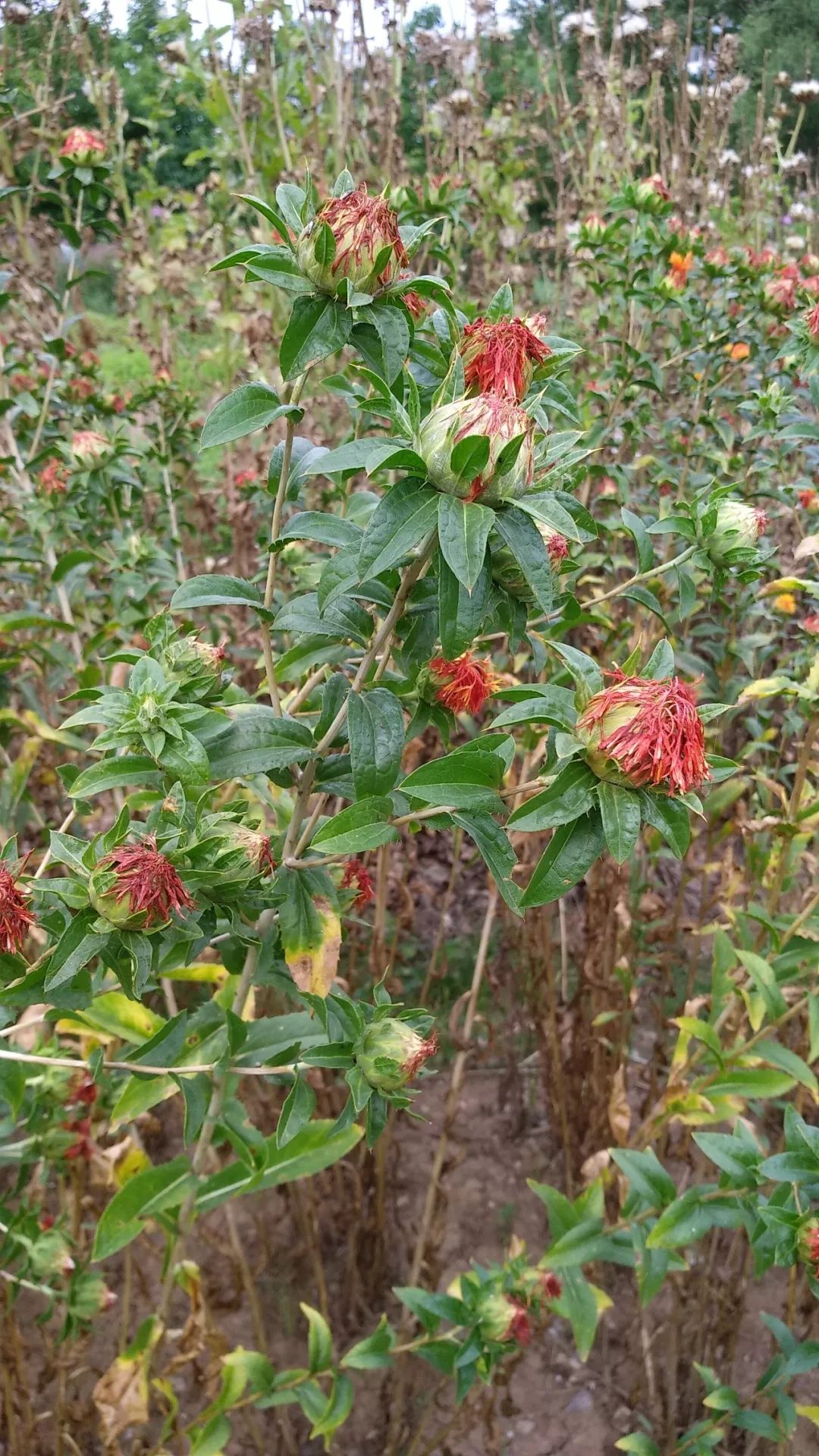 Safflower: A Healthy Nutritional Oil