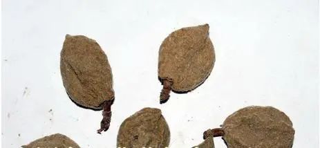 Blood-Invigorating and Stasis-Removing Herbs in Traditional Chinese Medicine