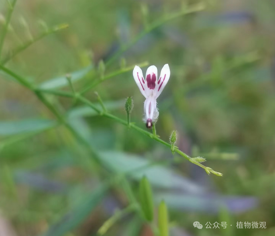 The Bitter Taste of Chuanxinlian: A Precious Herb Not to Be Missed