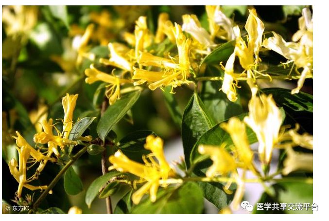 9 Classic TCM Dietary Remedies for Daily Disease Prevention and Treatment